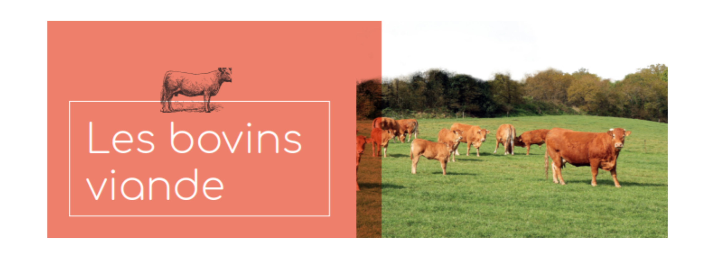 Les bovins viande