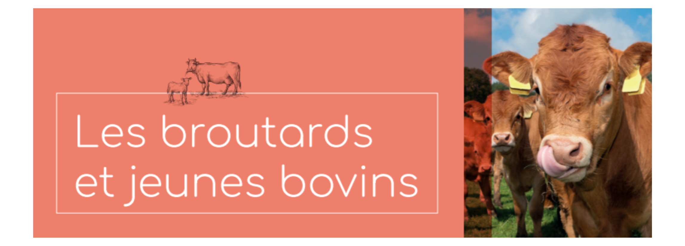 Les broutards et jeunes bovins